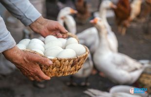 Trứng ngỗng có thật sự là món ăn tốt cho bà bầu?