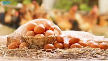 Mẹo bảo quản trứng luôn tươi ngon không cần tới tủ lạnh