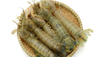 Gợi ý 3 công thức nấu cháo ăn dặm siêu ngon từ tôm tít (bề bề)
